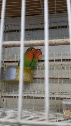 Villa's Pet Shop, business photo 2