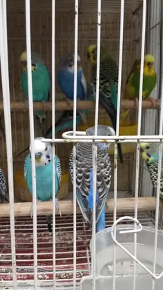 Villa's Pet Shop, business photo 3