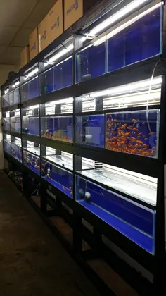 Villa's Pet Shop, business photo 4